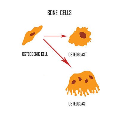 bone cells