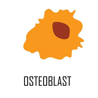 osteoblast